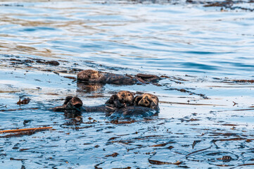 Sea Otter (Enhydra lutris) at Chowiet Island, Semidi Islands, Alaska, USA