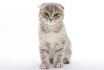 Happy Scottish kitten looking at camera. isolated on white background