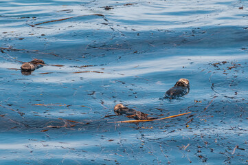 Sea Otter (Enhydra lutris) at Chowiet Island, Semidi Islands, Alaska, USA