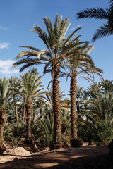 Fototapeta na wymiar Palmy daktylowe w oazie dolina rzeki Draa, Maroko, 2917 r.