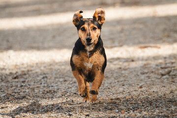adorable tiny dog running towards the camera on a beach