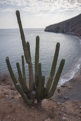 Entorno de la bahía de San Carlos, en el estado de Sonora, Mexico montañas, vegetación y costumbres.