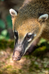 Close up of a wild ring tailed coati (Nasua nausea)