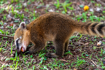 Ring tailed coati, Nasua nasua, eating a fruit