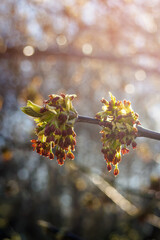 Close-up Acer negundo flowers against sunshine in springtime. Vertical view, copy space for text.