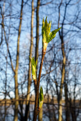 Close-up branch Prunus padus with young green leaves in spring day. Vertical view.