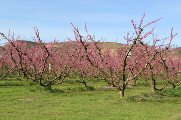 Branch of pink peach trees in bloom. White and pink delicate flowers. Pink and fresh tones on a...