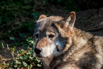 Gray Wolf (Canis lupus) in Russia
