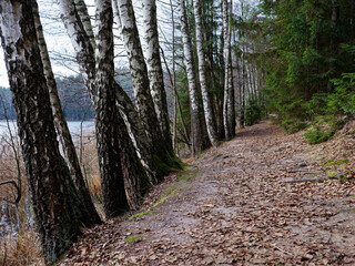 narrow winding trail in a dark forest among fir trees