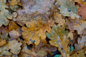 fallen oak leaves close-up