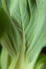 Fresh green bok choy or pac choi chinese cabbage. Side view, close up.