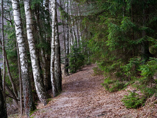 narrow winding trail in a dark forest among fir trees