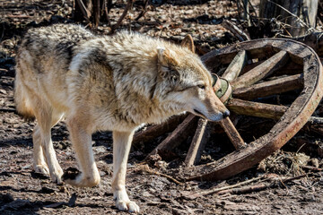 Fototapeta premium Gray Wolf (Canis lupus) in Russia