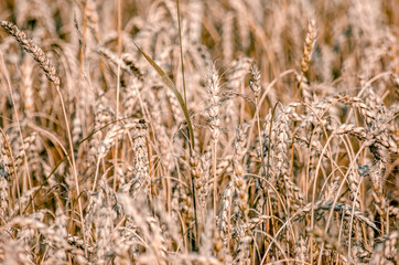 Golden wheat field. Harvest. Background of ripening ears of wheat field. Selective focus.