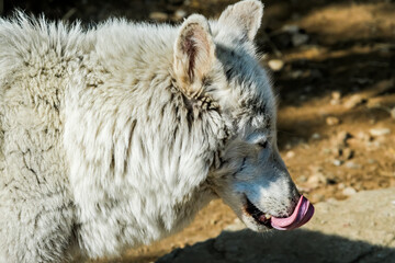 Obraz premium Gray Wolf (Canis lupus) in Russia