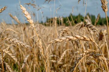 Fototapeta premium Golden wheat field. Harvest. Background of ripening ears of wheat field. Selective focus.