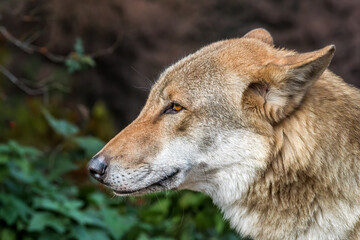 Gray Wolf (Canis lupus) in Russia