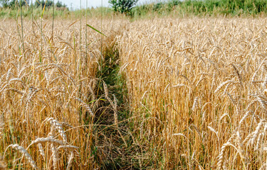 Golden wheat field. Harvest. Background of ripening ears of wheat field. Selective focus.