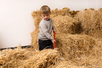 Naklejka na ściany i meble little four year old boy sweeping hay with a broom on the farm. the child helps the parents with the housework. bags with hay in the background.