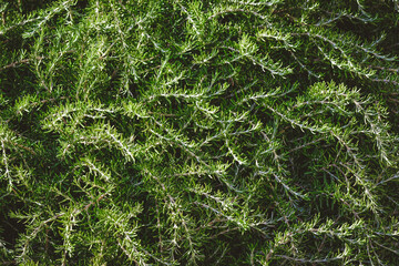 Wild aromatic branches of rosemary bushes