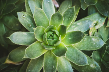 Close-up of the leaves of a sempervivum succulent plant