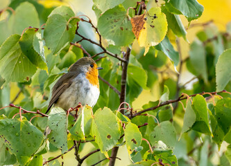 close up of a robin bird resting on a tree and chirping in fall