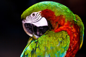The Green-winged Macaw is also known as the Red-and-Green Macaw.Wildlife photography, isolated on black.Thé stunning beauty of nature