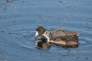 American Coot (Fulica americana) in Malibu Lagoon, California, USA