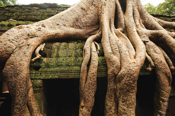 Tree roots growing over Ta Prohm Khmer temple, Siem Reap, Cambodia