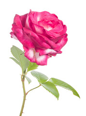 large beautiful bright pink rose isolated on white