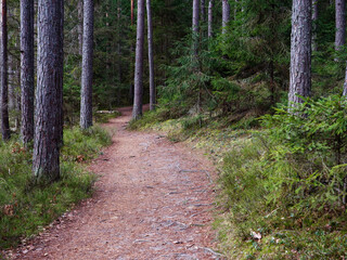 narrow winding trail in a dark forest among fir trees