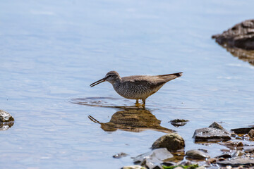 Siberian ash sandpiper (Tringa brevipes) searches for prey on the shallow seashore.