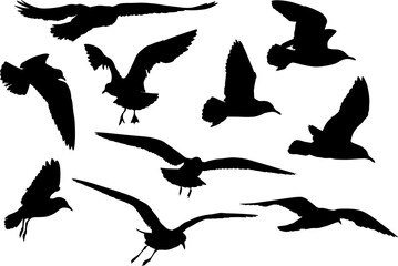 set of ten seagull black isolated silhouettes