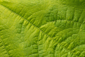 Macro green leave background. Detailed image of a green leaf