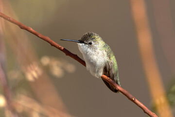 December hummingbird on uncut flower stalks is an Arizona winter portrait of auburn red and luminous green © F&J McGinn