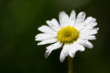 Obraz premium closeup image of a daisy flower blossom on green background