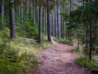narrow winding trail in a dark forest among fir trees