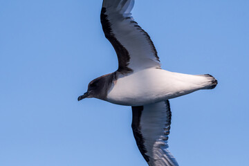 Antarctic Petrel (Thalassoica antarctica) in South Atlantic Ocean, Southern Ocean, Antarctica