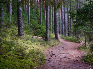 Fototapeta premium narrow winding trail in a dark forest among fir trees