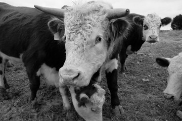 Hereford bull with herd of cows on rural farm in rustic black and white.