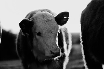 Hereford calf portrait close up in black and white, beef cow farm concept.