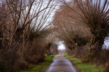 Stare wierzby przy starej drodze, Podlasie, Polska © podlaski49