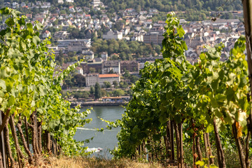 Beautiful hillside vineyards along the Rhine River near ruedesheim and the niederwald monument