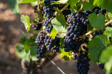 Beautiful hillside vineyards along the Rhine River near ruedesheim and the niederwald monument