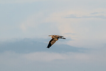 Great Blue Heron (Ardea herodias) in Malibu lagoon, California, USA