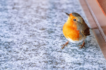 Beautiful intrigued robin bird observes the camera lens on gray background
