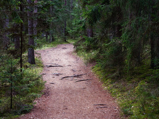 narrow winding trail in a dark forest among fir trees