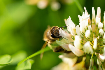 honeybee collecting pollen from a clover blossom in the garden in summertime