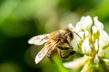 honeybee collecting pollen from a clover blossom in the garden in summertime