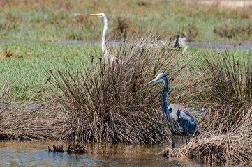 Great Blue Heron (Ardea herodias) in Bolsa Chica Ecological Reserve, California, USA
